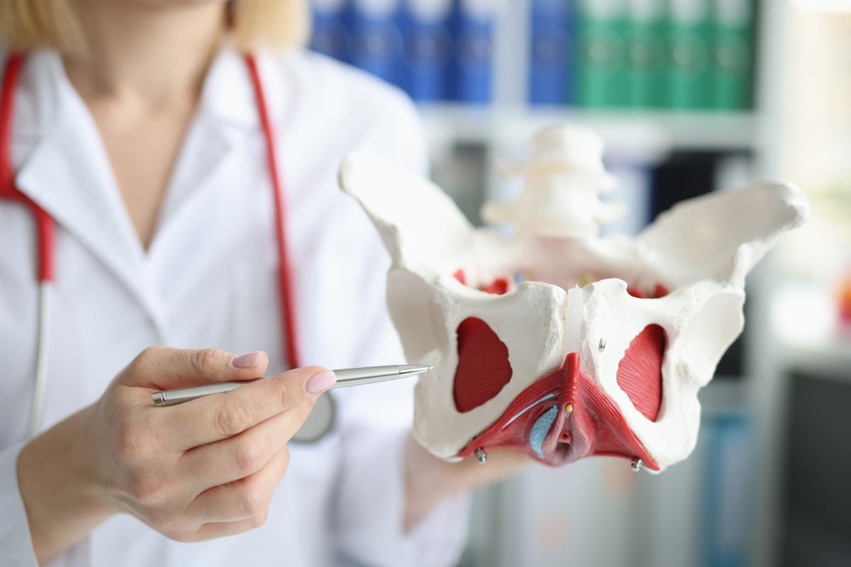 Doctor pointing to model of pelvic floor