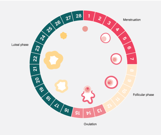 Diagram showing days of menstrual cycle